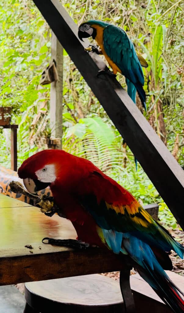 Farbenfrohe Aras in natürlicher Umgebung, Papageien im Dschungel, exotische Vögel, Tierwelt.