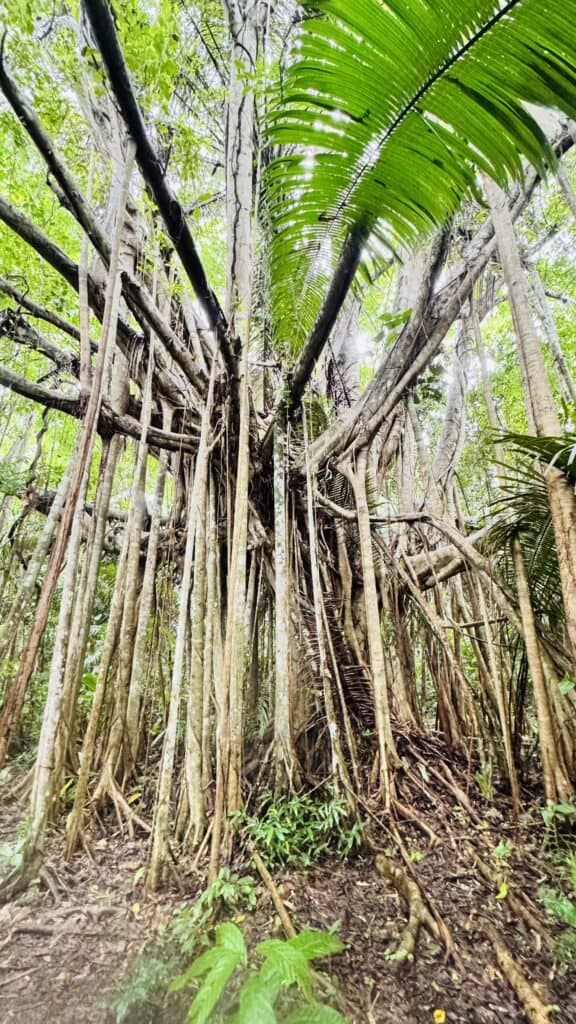 Dschungel mit hohen Bäumen und grünen Blättern, tropische Pflanzen, Natur deutschlandweit.