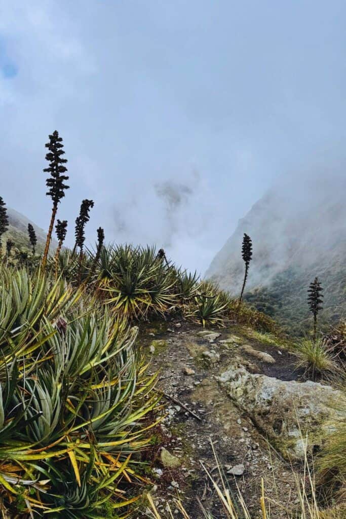 Wanderweg durch die Anden, umgeben von Gipfeln und typisch südamerikanischen Pflanzen, ideal für Natur- und Trekkingliebhaber.